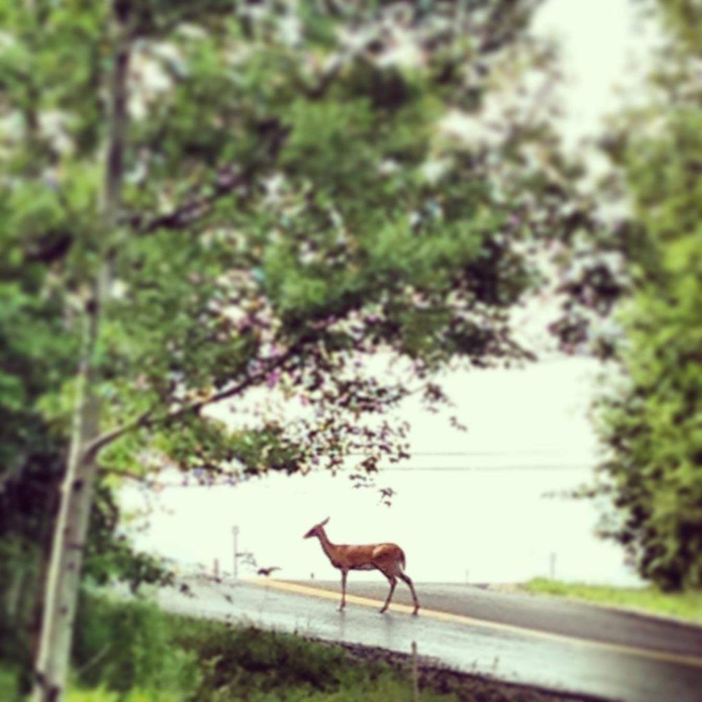 StoweHollowDeer Deer Stowe Hollow
