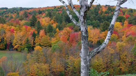 6 Vermont Town Forests to Explore this Fall