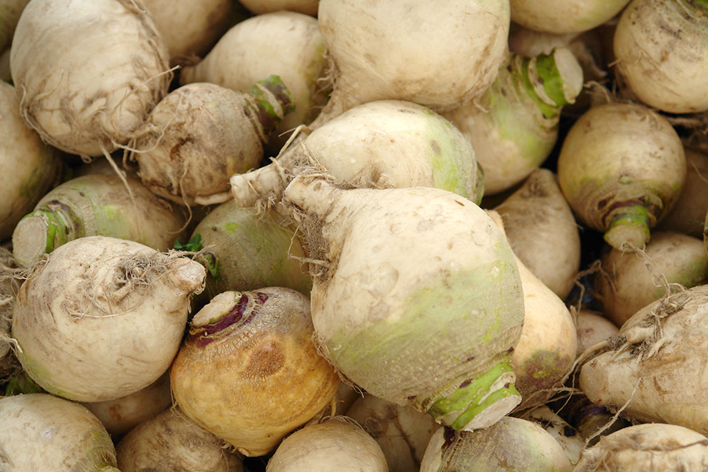 gilfeather turnip 
